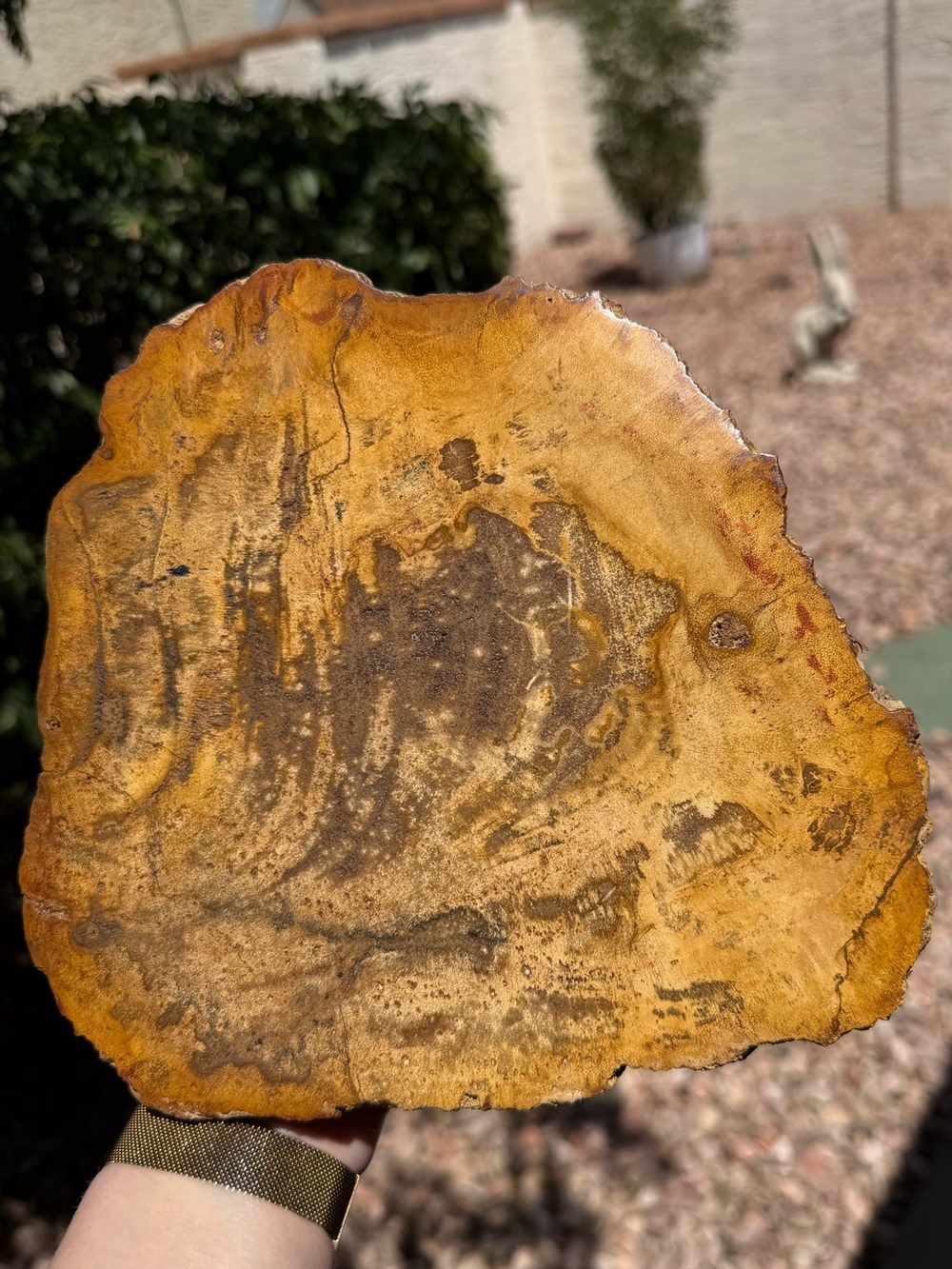 Petrified Wood Slab with Stand